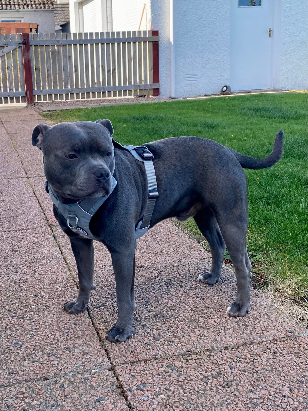 Customer photo review of Air Mesh Harness - Anti-Pull, With Handle, Non Restrictive & Adjustable - Grey