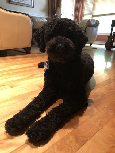 Customer photo review of 6 Inch Jumbo Braided Bully Stick