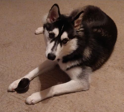 Customer photo review of Cow Hooves