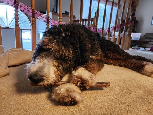 Customer photo review of 6 Inch Jumbo Braided Bully Stick