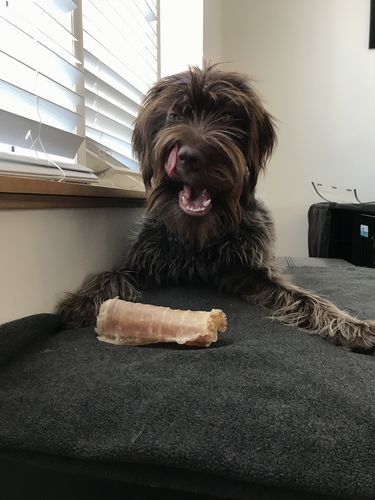 Customer photo review of 12 Inch Beef Trachea