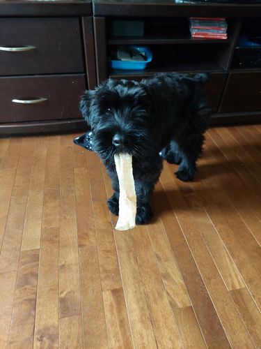 Customer photo review of 12 Inch Beef Trachea