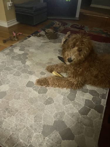Customer photo review of Himalayan Yak Chew (SMALL)