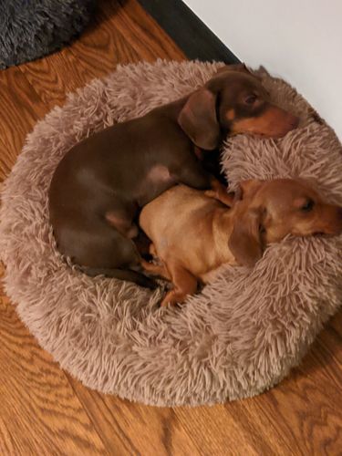 Customer photo review of Himalayan Yak Chew (SMALL)