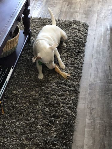 Customer photo review of 12 Inch Beef Trachea