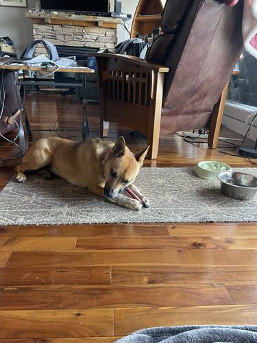 Customer photo review of 6 Inch Jumbo Braided Bully Stick