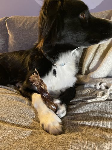 Customer photo review of 12 Inch Braided Jerky Stick