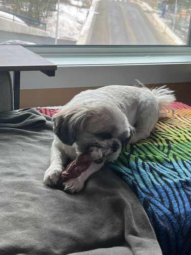 Customer photo review of 6 Inch Jumbo Braided Bully Stick