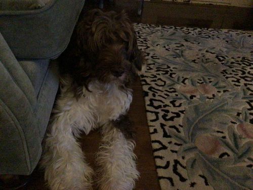 Customer photo review of 6 Inch Jumbo Braided Bully Stick