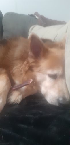 Customer photo review of 12 Inch Beef Jerky Strip
