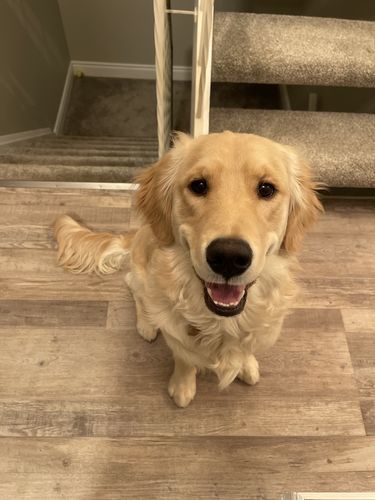 Customer photo review of 6 Inch Jumbo Braided Bully Stick