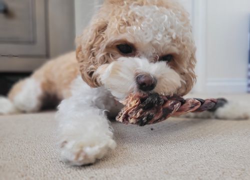Customer photo review of 12 Inch Braided Jerky Stick