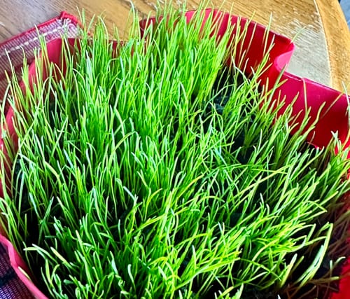 Customer photo review of GCI Turf Type Tall fescue Grass Seed