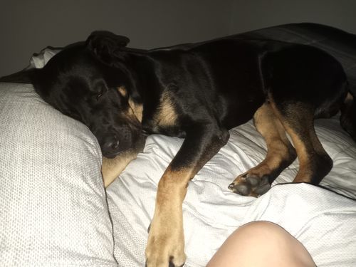 Customer photo review of 6 Inch Jumbo Braided Bully Stick