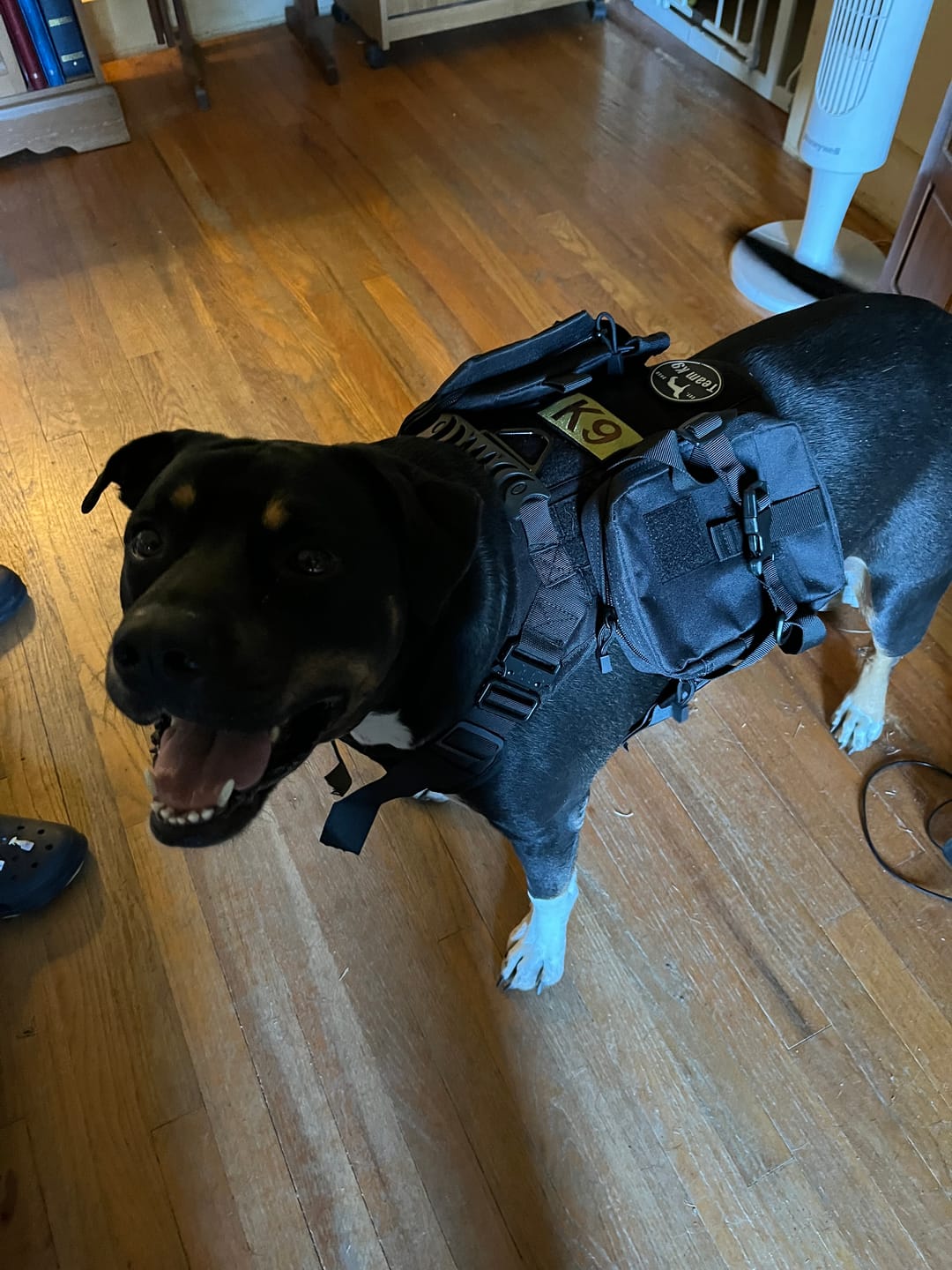 Customer photo review of Tactical Utility MOLLE Pouch For Harness (3-Piece Set)