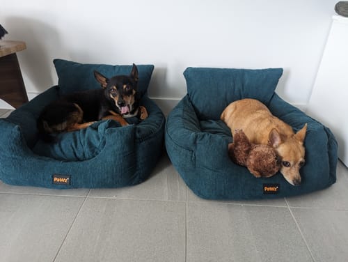 Customer photo review of PaWz Dog Car Booster Seat