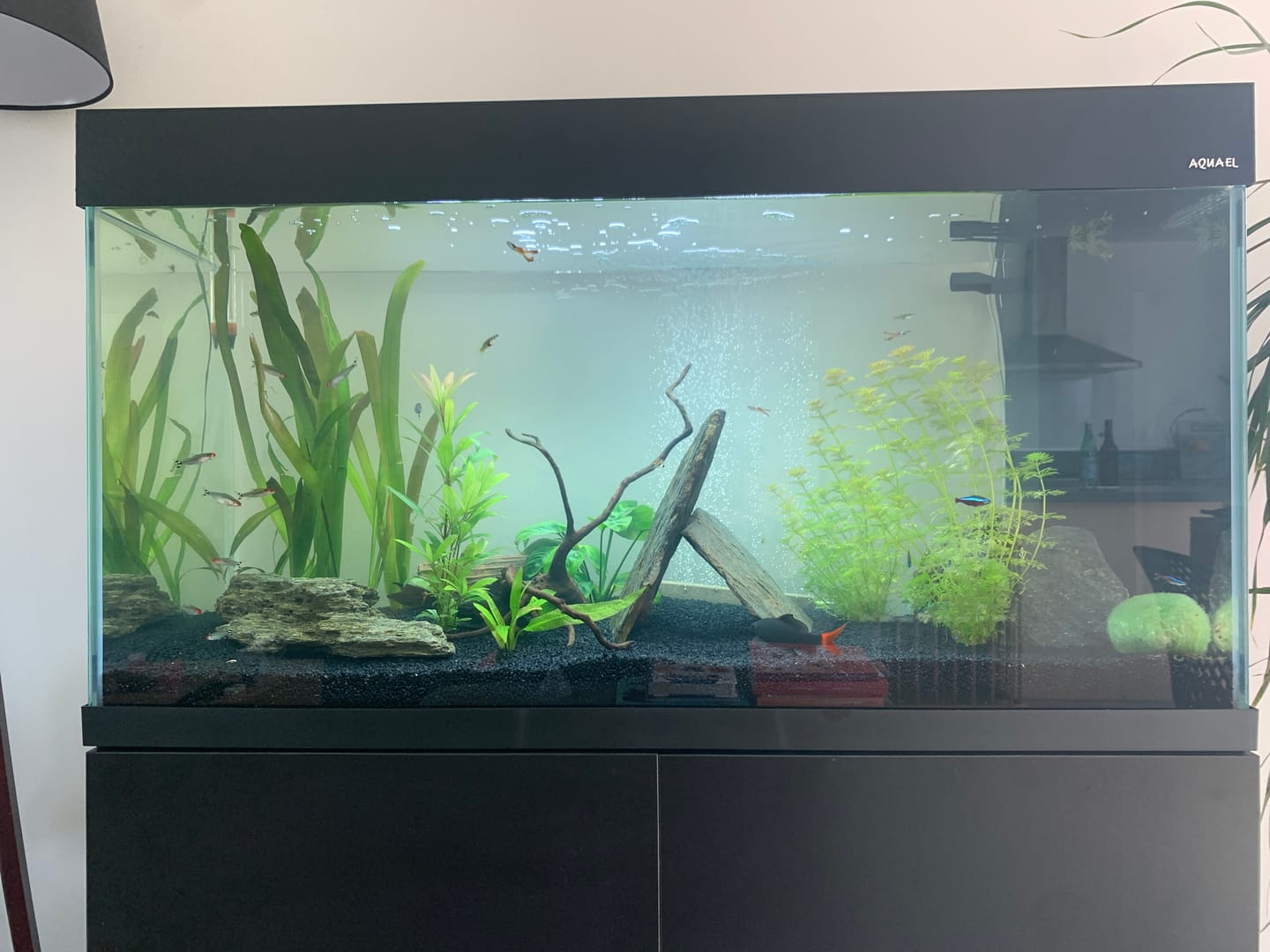 Customer photo review of Aquarium Opti Set 200 Noir AQUAEL - 200L