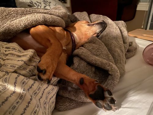 Customer photo review of Himalayan Yak Chew (SMALL)