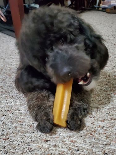 Customer photo review of Himalayan Yak Chew (SMALL)