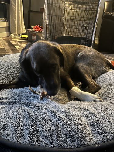 Customer photo review of 6 Inch Monster Braided Bully Stick