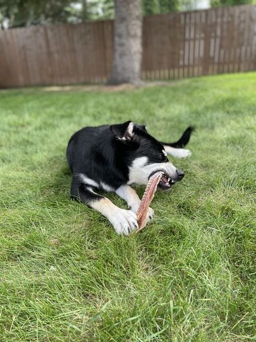 Customer photo review of 12 Inch Beef Trachea