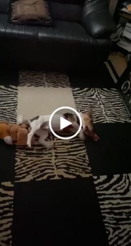 Customer photo review of 6 Inch Jumbo Braided Bully Stick