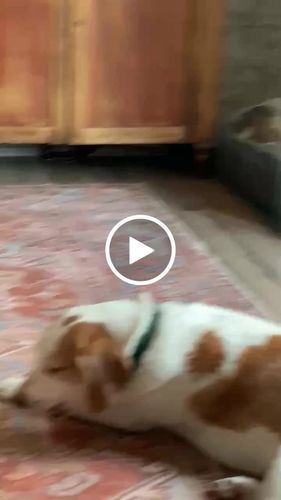 Customer photo review of 12 Inch Beef Trachea