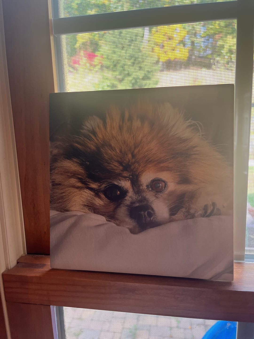 Customer photo review of 7 x 7 Wood Print