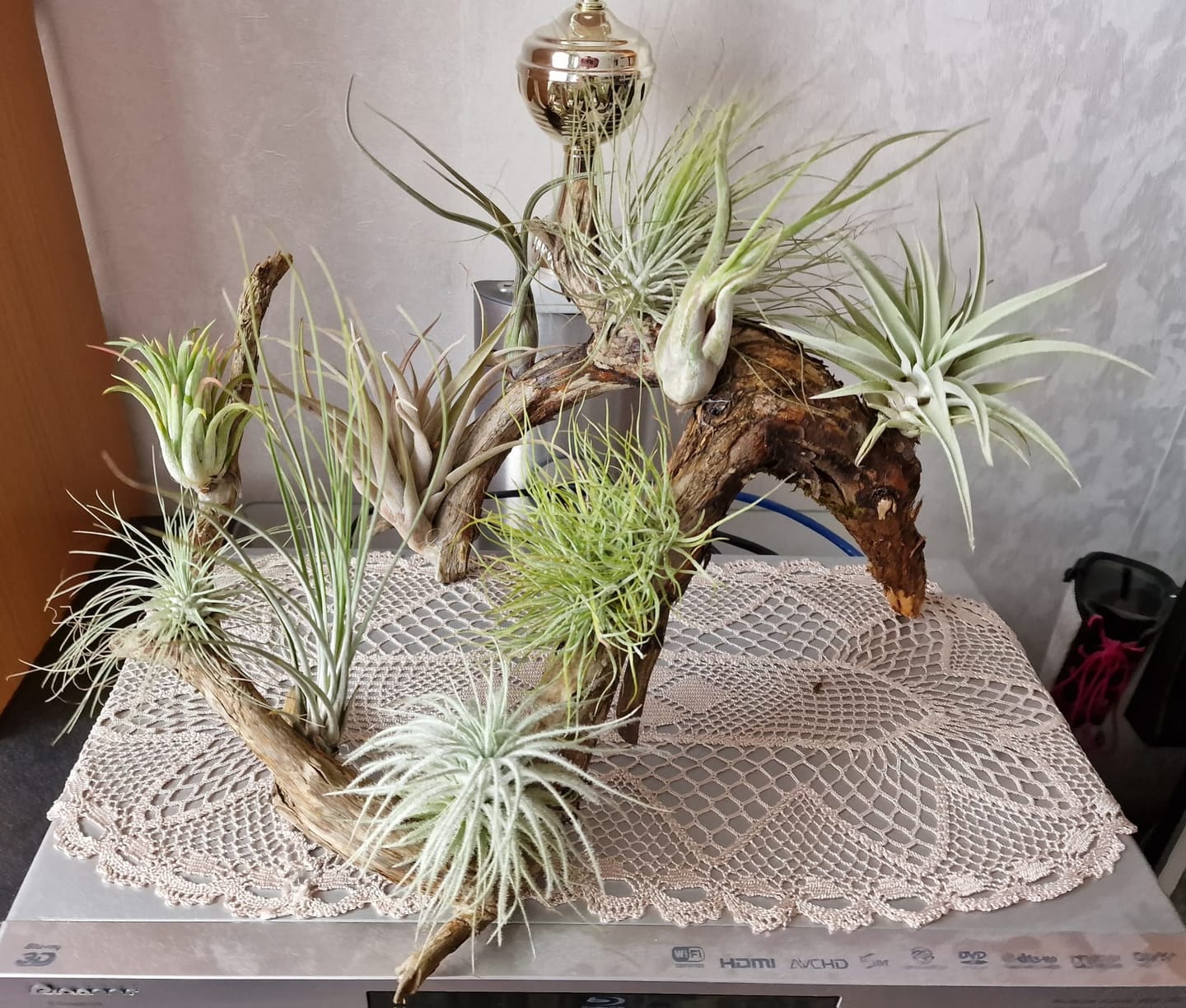 Customer photo review of Tillandsia schiedeana major - Mini Pulk