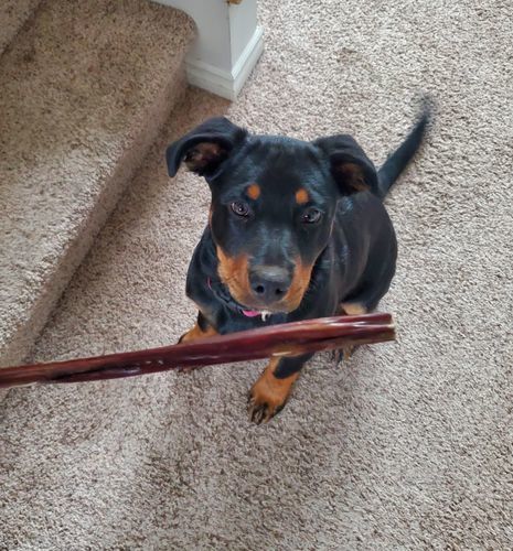 Customer photo review of 12 Inch Beef Jerky Stick