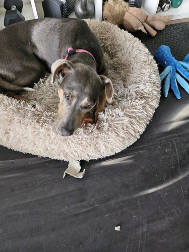 Customer photo review of 6 Inch Jumbo Braided Bully Stick