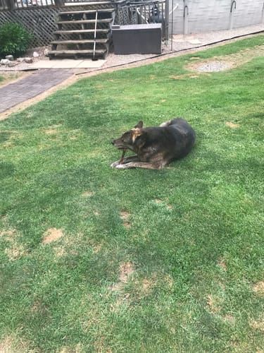 Customer photo review of 12 Inch Beef Jerky Stick