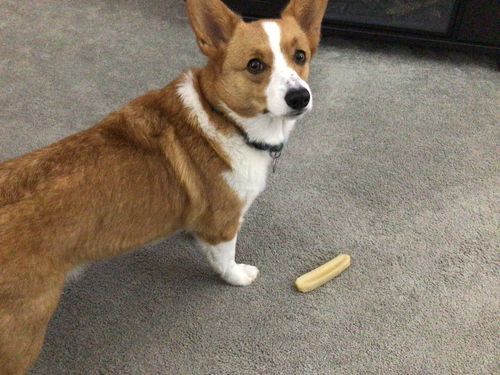 Customer photo review of Himalayan Yak Chew (SMALL)
