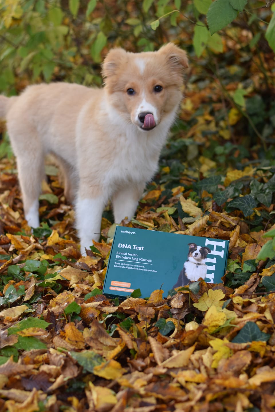 Customer photo review of DNA Test Rassebestimmung Basic Hund