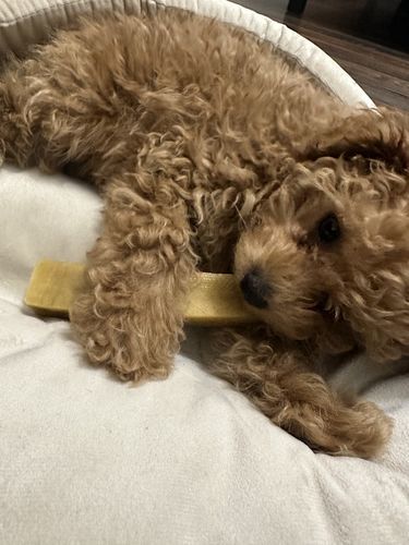 Customer photo review of Himalayan Yak Chew (SMALL)