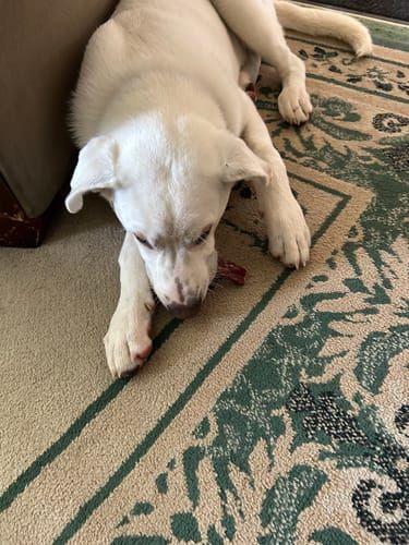 Customer photo review of 6 Inch Jumbo Braided Bully Stick