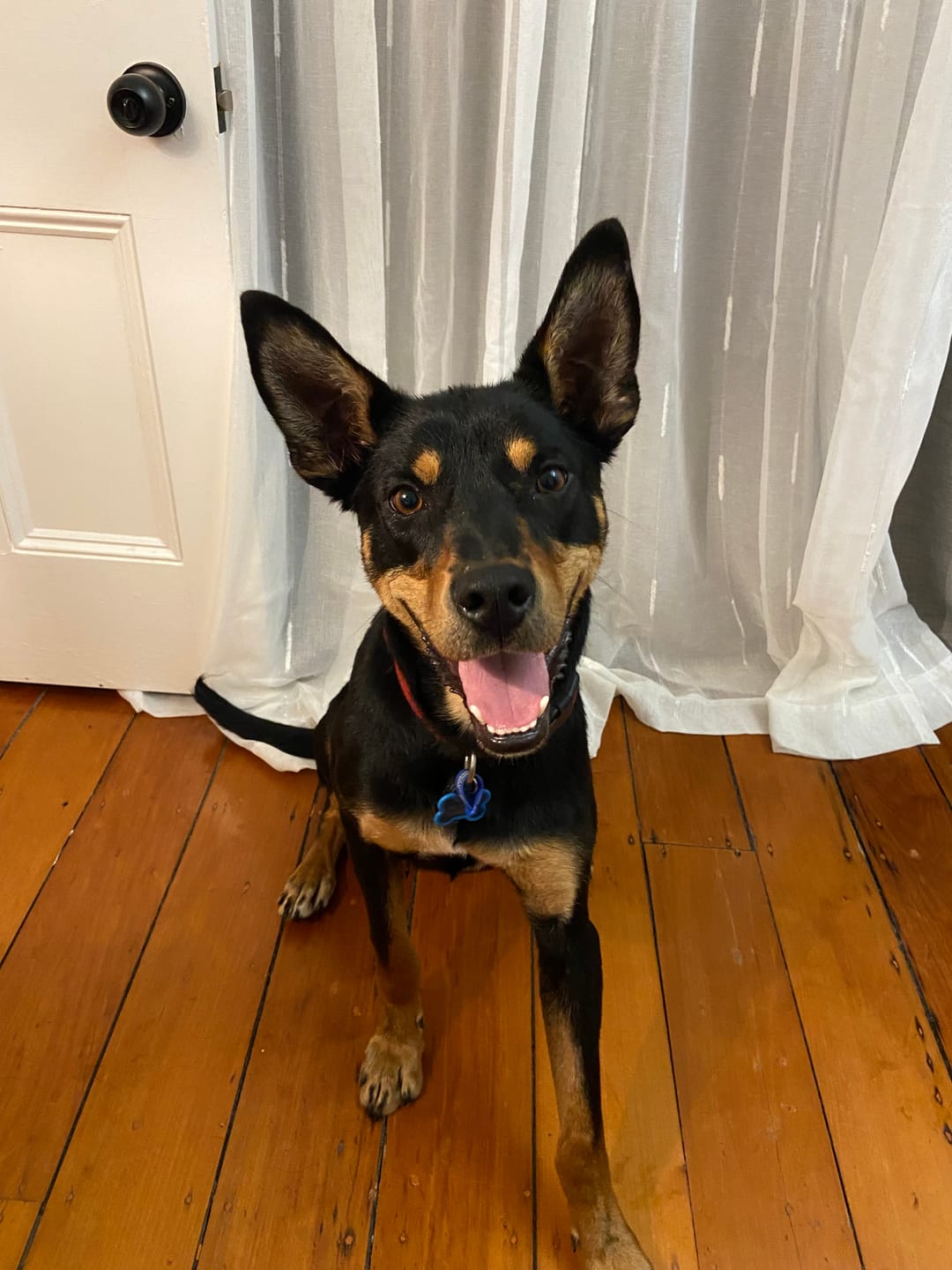 Customer photo review of One-Pet Portrait