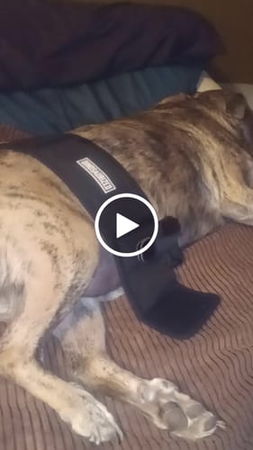 Customer video review of 1 Dinosaur 3-in-1 Holster