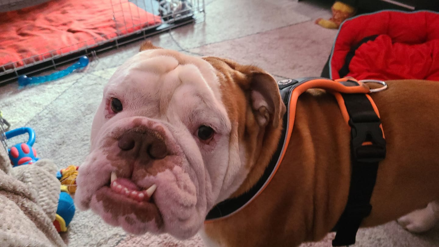 Customer photo review of Slip on Padded Comfort Harness | Non Restrictive & Reflective - Black & Orange