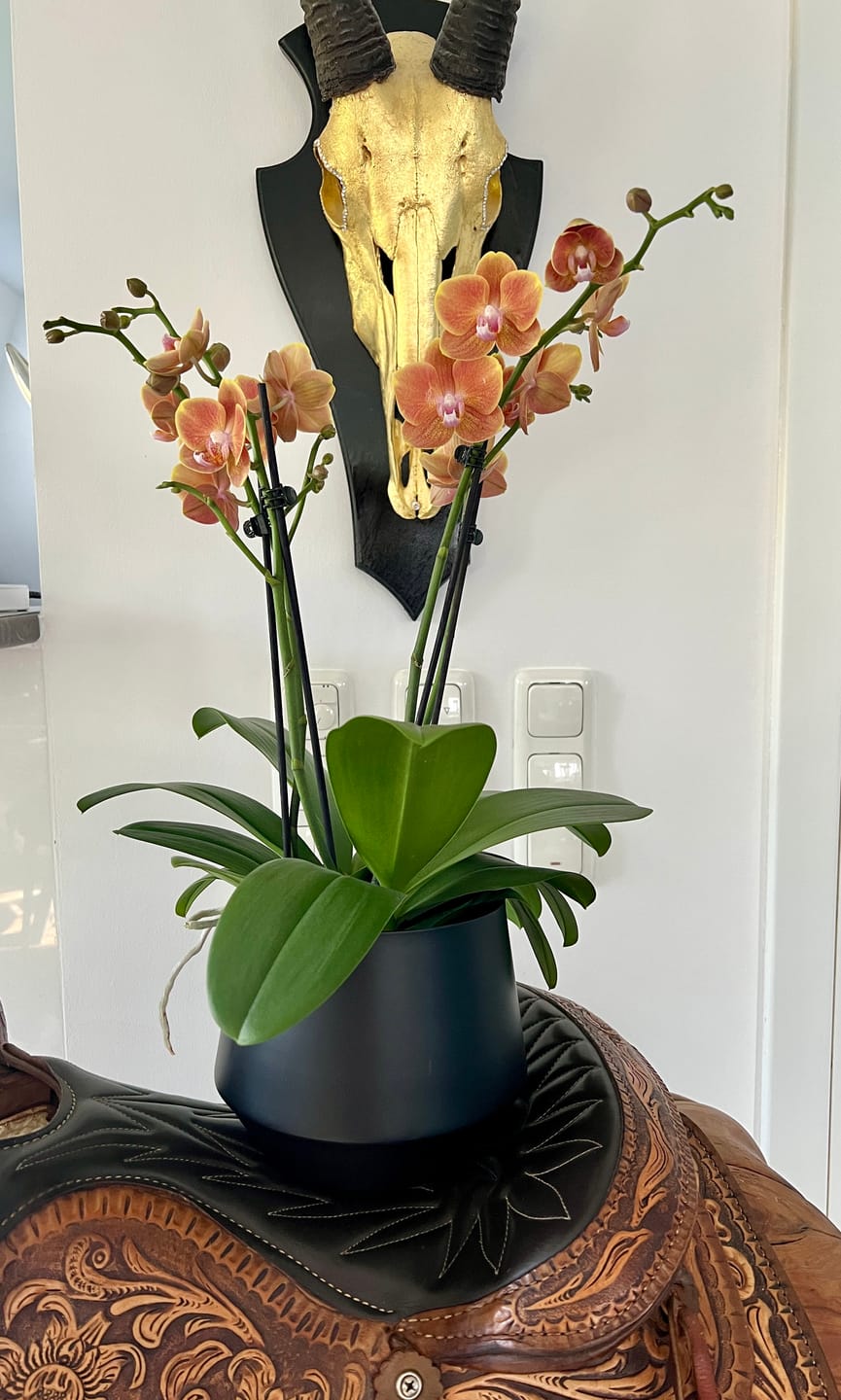 Customer photo review of Große Two of Us Etna mit orangenen Blüten und 4+ Stielen