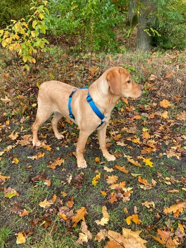 Customer photo review of Premium Hundegeschirr gepolstert