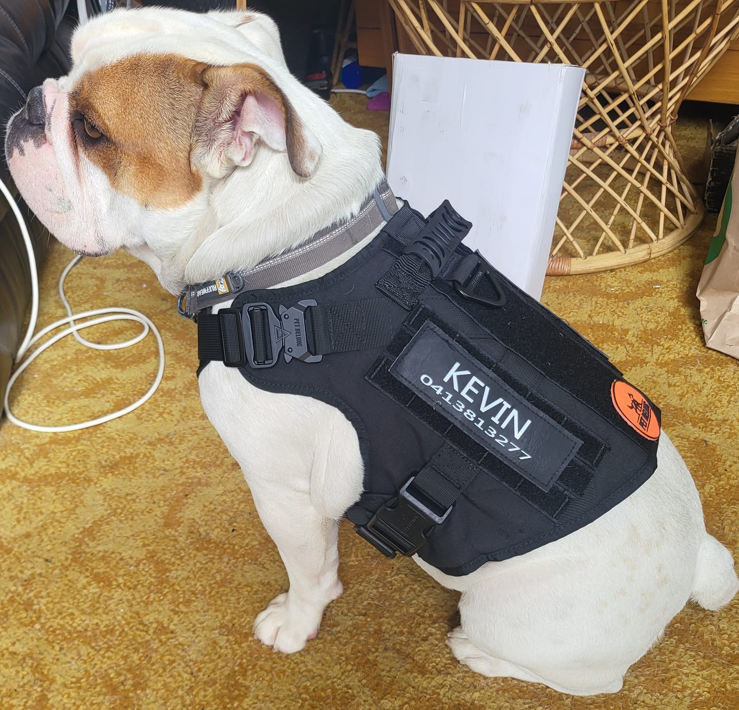Customer photo review of Tactical No Pull Dog Harness v2