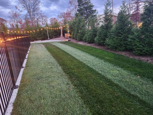 Customer photo review of GCI Turf Type Tall fescue Grass Seed