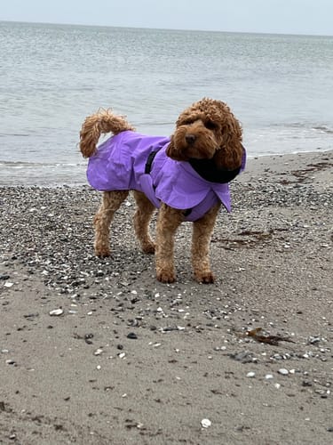 Customer photo review of Visibility Winter Jacket Lilac for Dogs