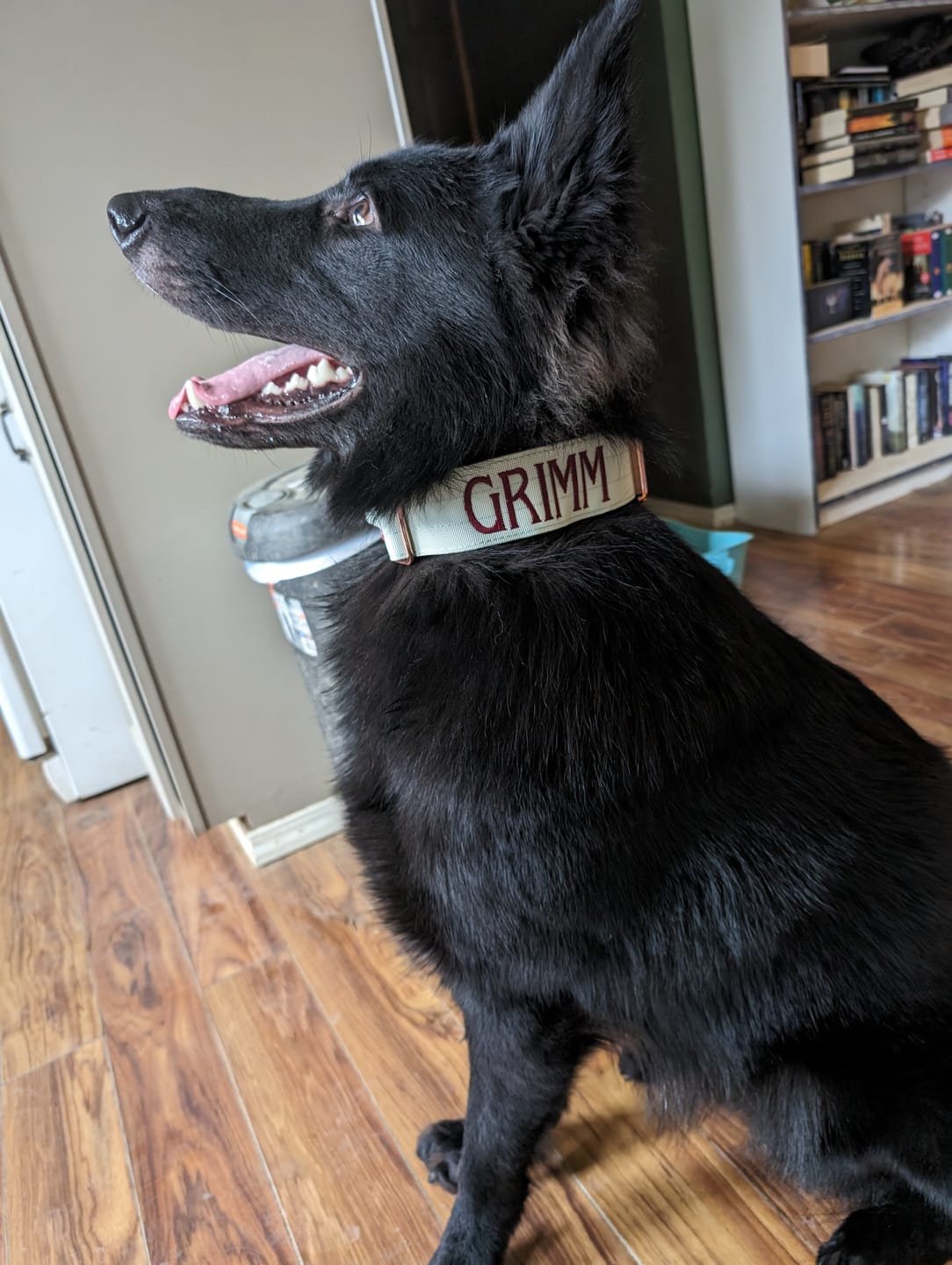 Customer photo review of 2" Tacti Luxe Dog Collar - Rose Gold - Honeydew