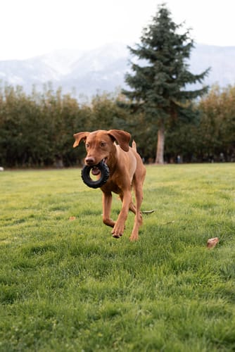 Customer photo review of The Tire - USA Made