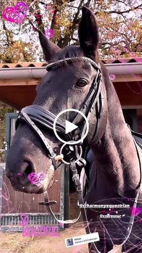 Customer video review of Trense Pompös ! Anatomisch mit Crystals überall