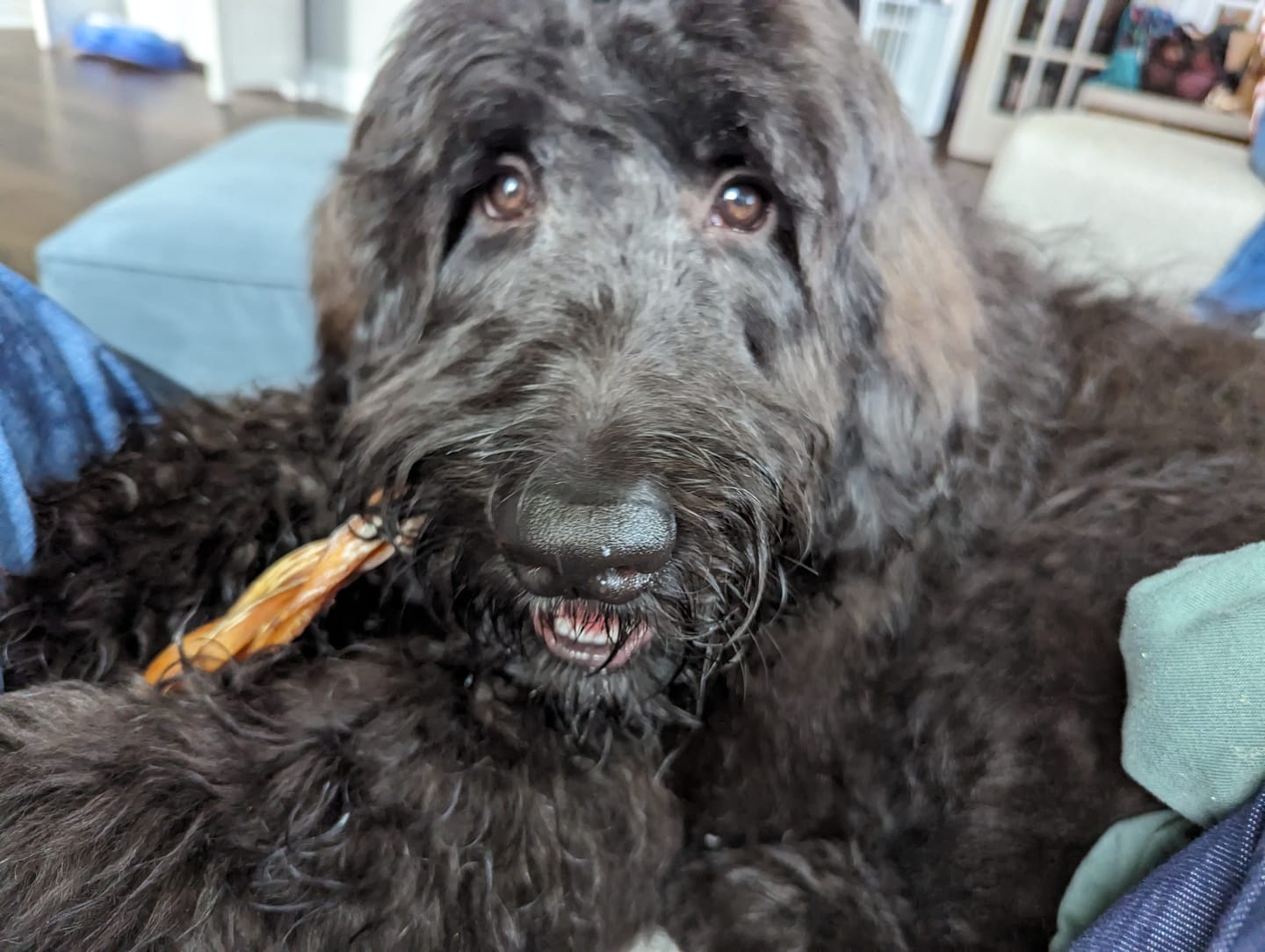 Customer photo review of 12 Inch Standard Braided Bully Stick