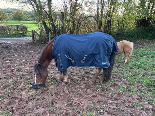 Customer photo review of Rhinegold Torrent Outdoor Rug