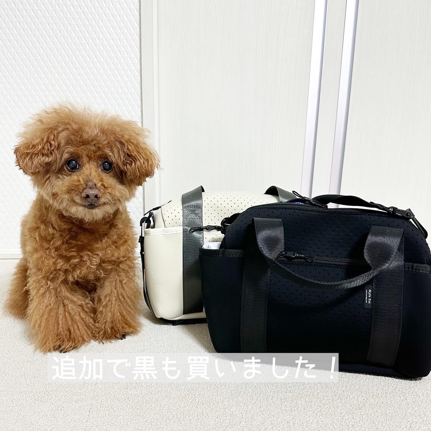 Customer photo review of マイラ 犬のお散歩バッグ